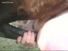 A vicious whore is fucked by a wild pony.